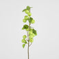 Wild Crab Apple Stem Green
