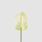 Anthurium Lily Real Touch White 12 pcs