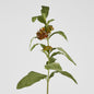 Asclepias Stem Orange 80cm 6 pcs