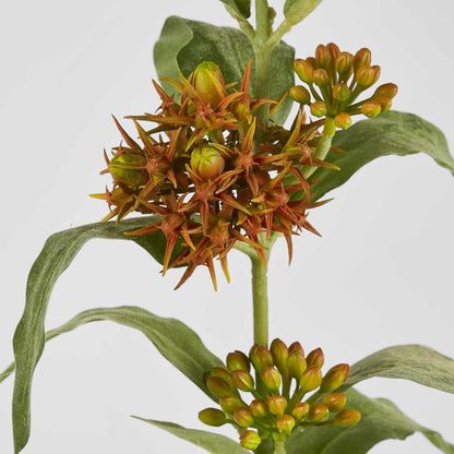 Asclepias Stem Orange 80cm 6 pcs
