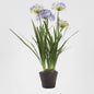 Agapanthus in Paper Pot Lavender
