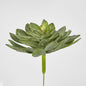 Aeonium succulent Stem LGE