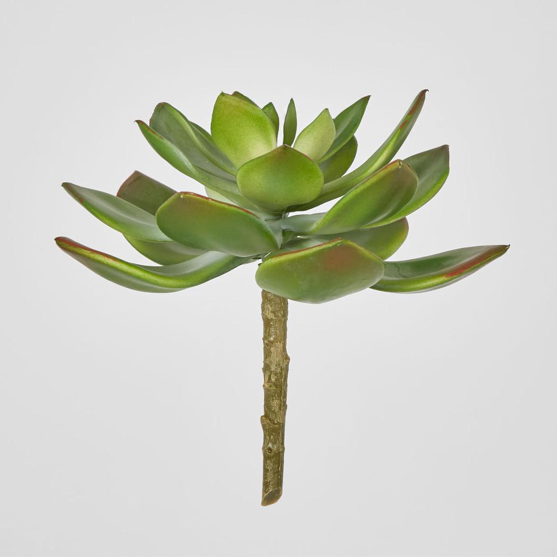 Aeonium succulent Stem SML