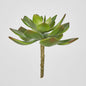 Aeonium succulent Stem SML