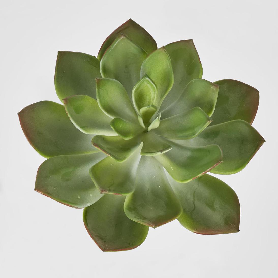 Aeonium succulent Stem SML