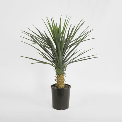Yucca rostrata in pot