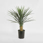 Yucca rostrata in pot