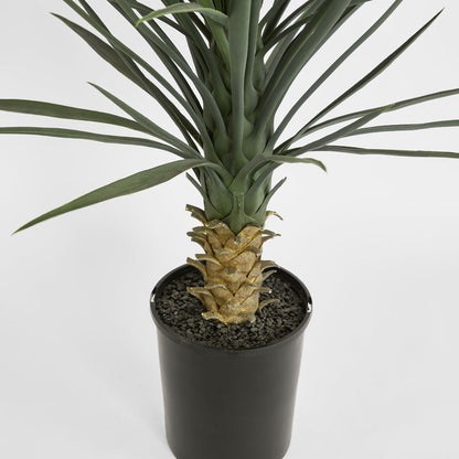 Yucca rostrata in pot