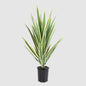 Yucca Head Variegated 78cm