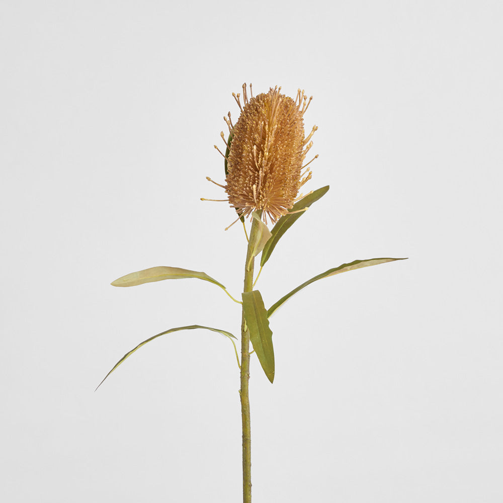 Dried Look Banksia Stem 56cm Tan 6 pcs