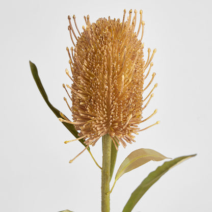 Dried Look Banksia Stem 56cm Tan 6 pcs