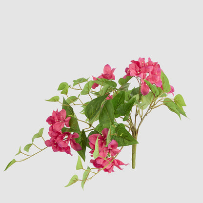 Trailing Bougainvillea Bush Fuchsia UV Coated