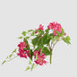 Trailing Bougainvillea Bush Fuchsia UV Coated