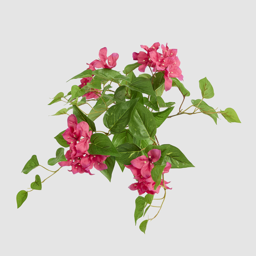 Trailing Bougainvillea Bush Fuchsia UV Coated