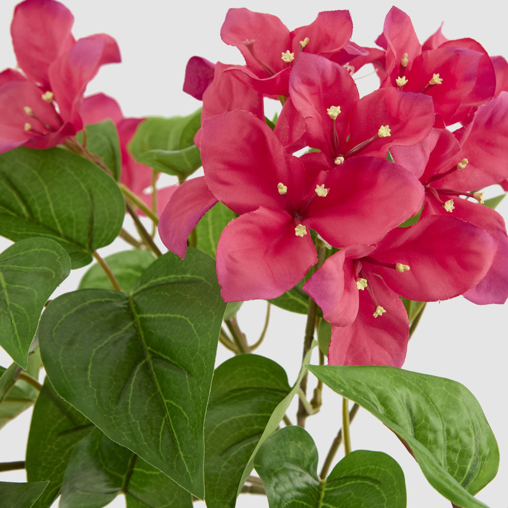 Trailing Bougainvillea Bush Fuchsia UV Coated