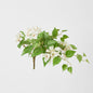 Trailing Bougainvillea Bush White UV Coated