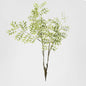 Begonia Leaf Spray 95cm Green