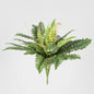 Boston Fern Bush 61cm