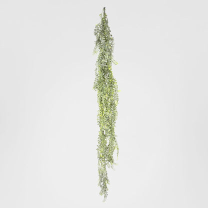 Wild Hanging Vetch Bush 1.6m
