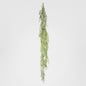 Wild Hanging Vetch Bush 1.6m