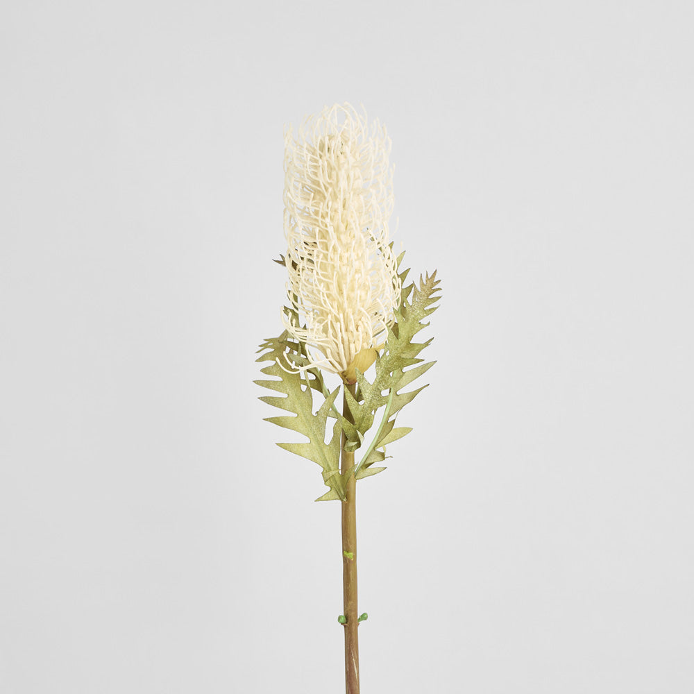 Dried Look Banksia Stem 75cm Cream 6 pcs
