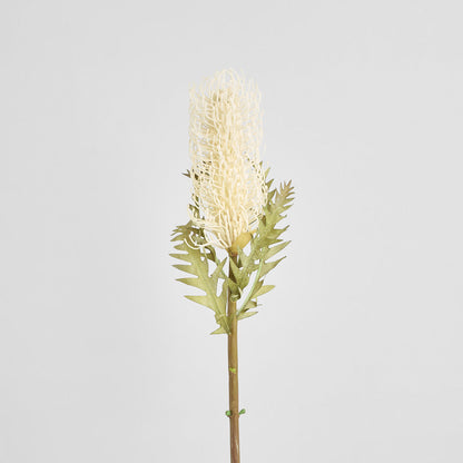 Dried Look Banksia Stem 75cm Cream 6 pcs