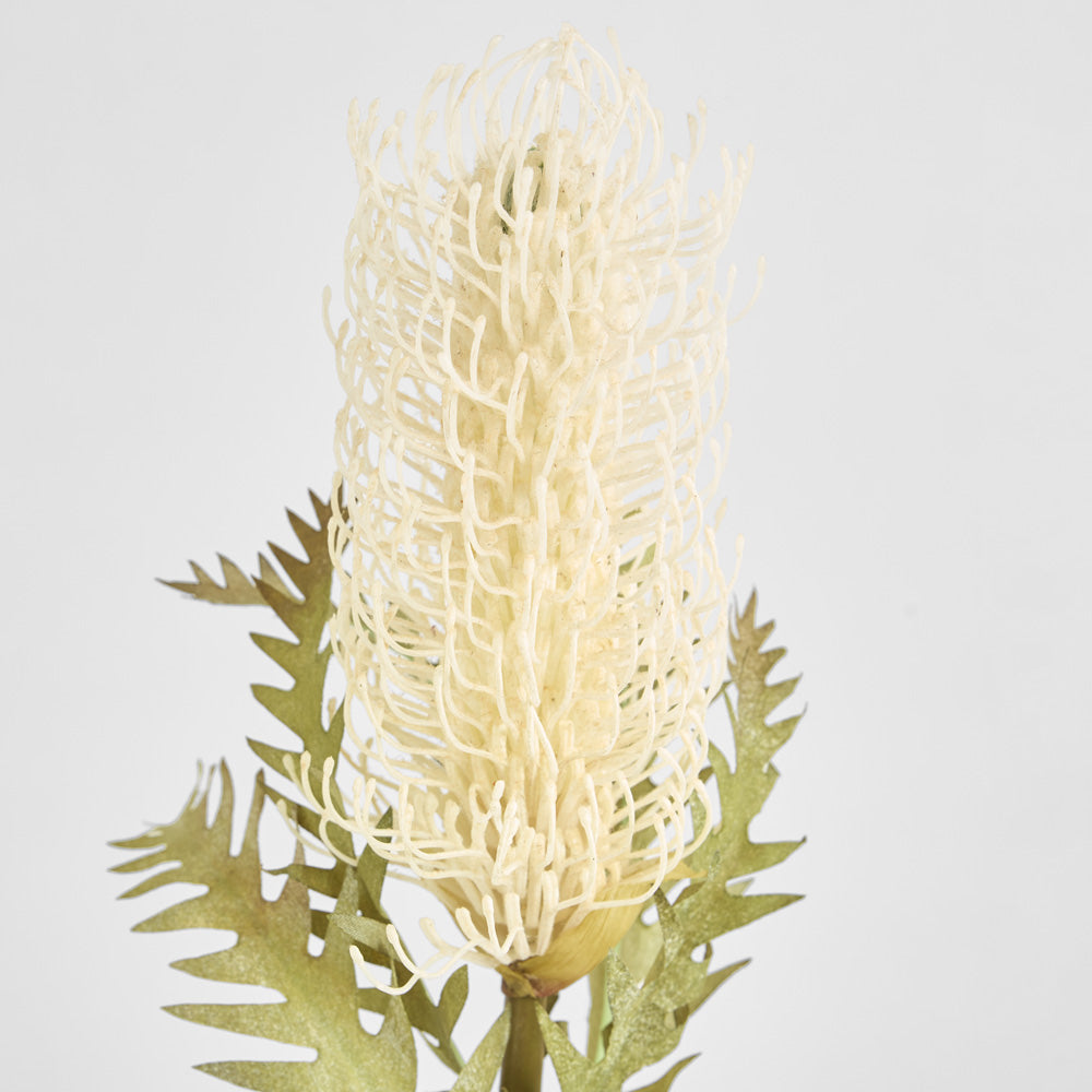 Dried Look Banksia Stem 75cm Cream 6 pcs