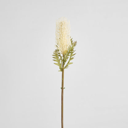 Dried Look Banksia Stem 75cm Cream 6 pcs