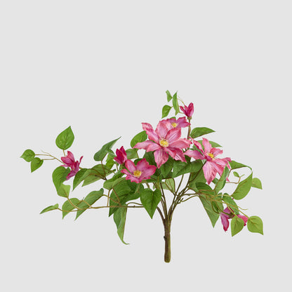 Trailing Clematis Bush Fuchsia UV Coated