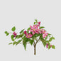 Trailing Clematis Bush Fuchsia UV Coated