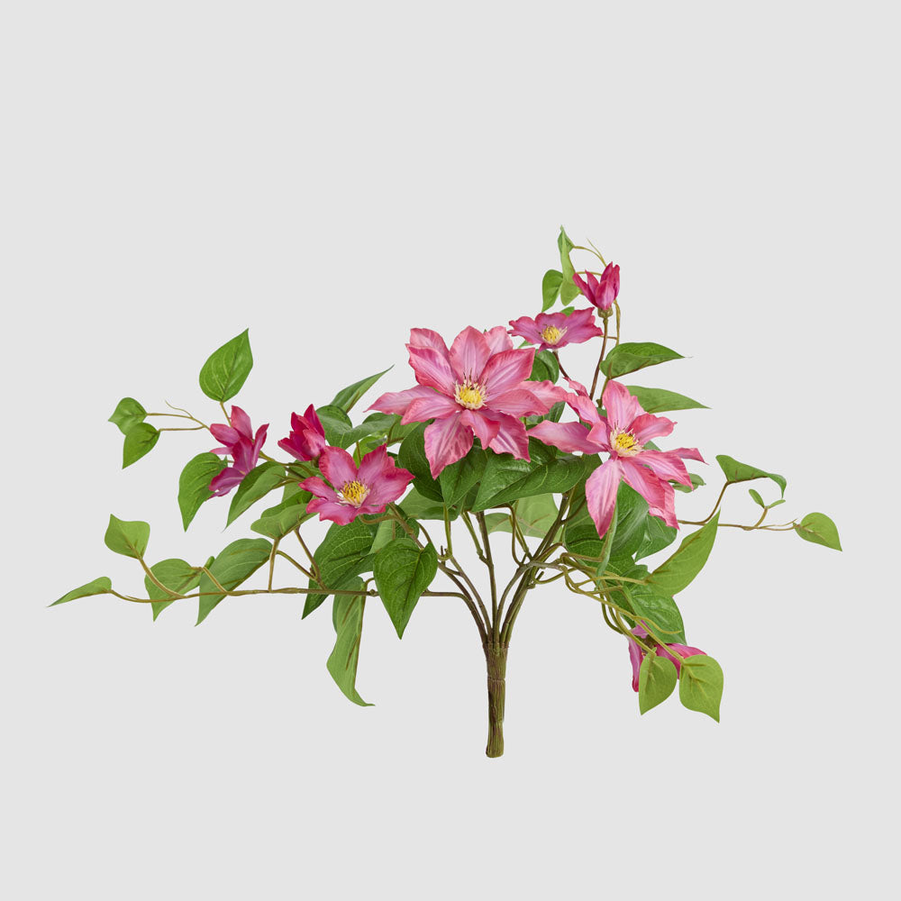 Trailing Clematis Bush Fuchsia UV Coated
