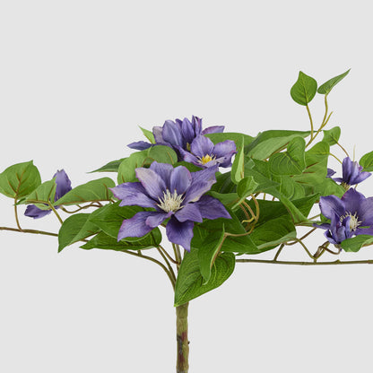 Trailing Clematis Bush Purple UV Coated