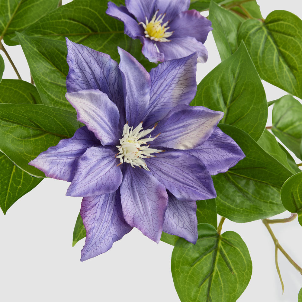 Trailing Clematis Bush Purple UV Coated