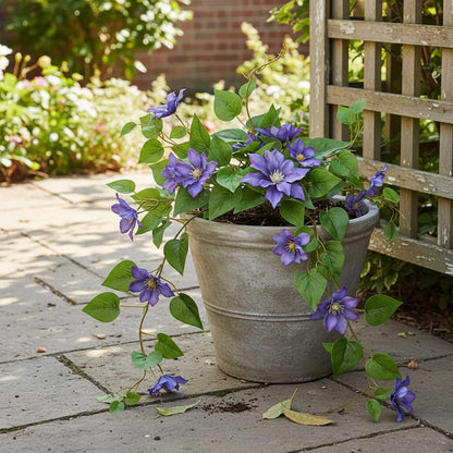 Trailing Clematis Bush Purple UV Coated