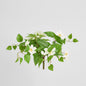 Trailing Clematis Bush White UV Coated