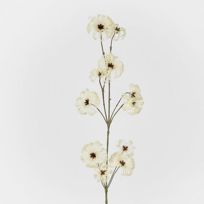 Wild Cotton Spray 6 pcs