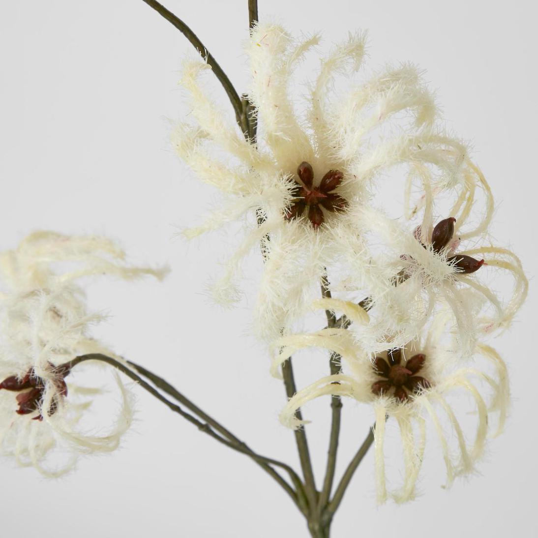 Wild Cotton Spray 6 pcs