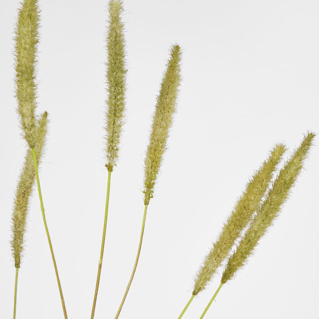 Foxtail grass Spray Green 6 pcs