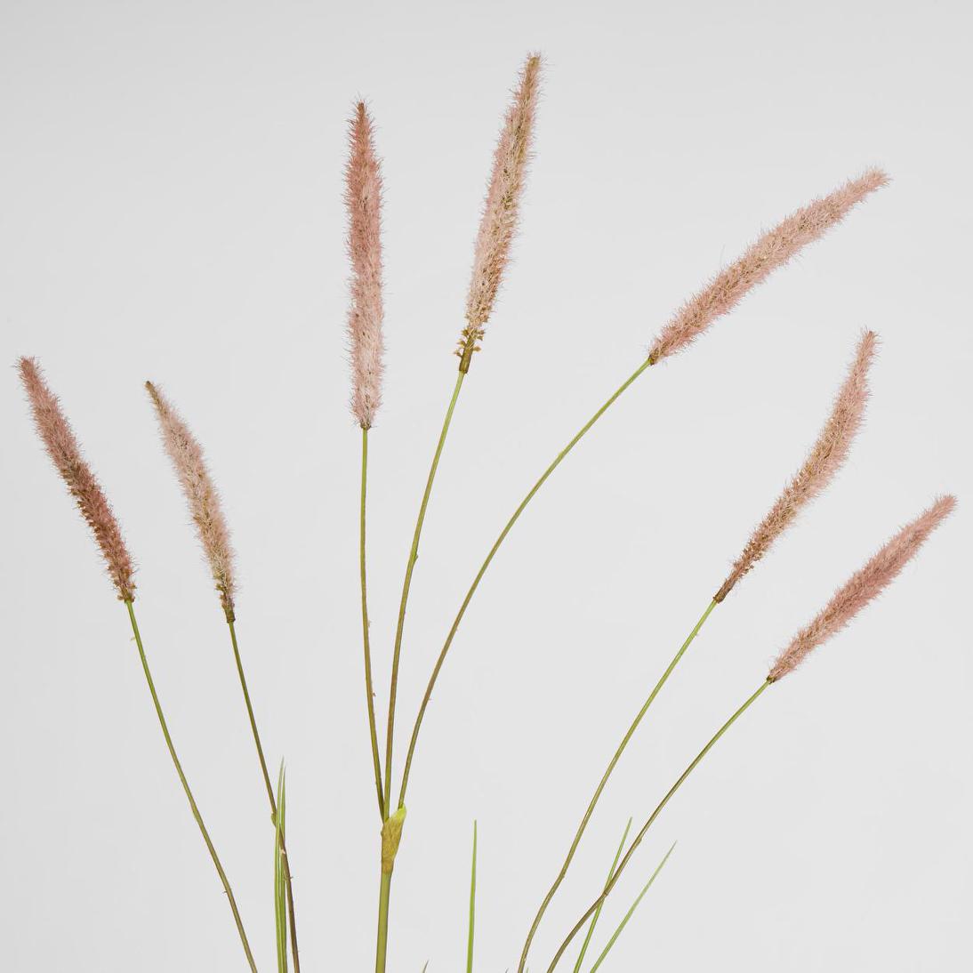 Foxtail grass Spray Pink 6 pcs