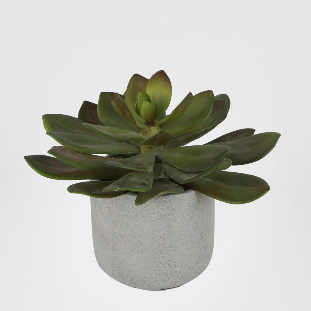 Desert Succulent 20cm