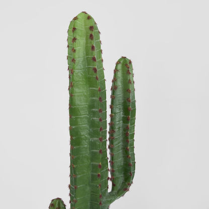 Desert Cactus 1.56m