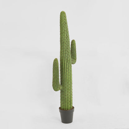 Cereus Cactus in Black Pot 147cm