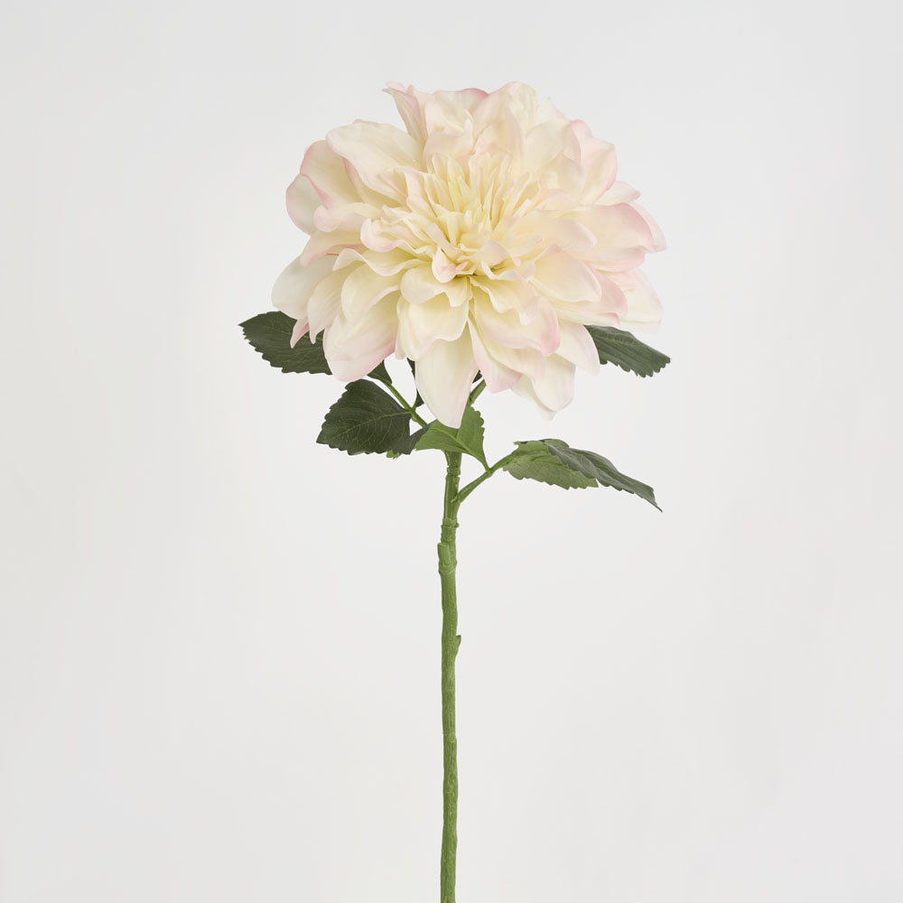 Giant Dahlia Stem 70cm Ice Pink 6 pcs