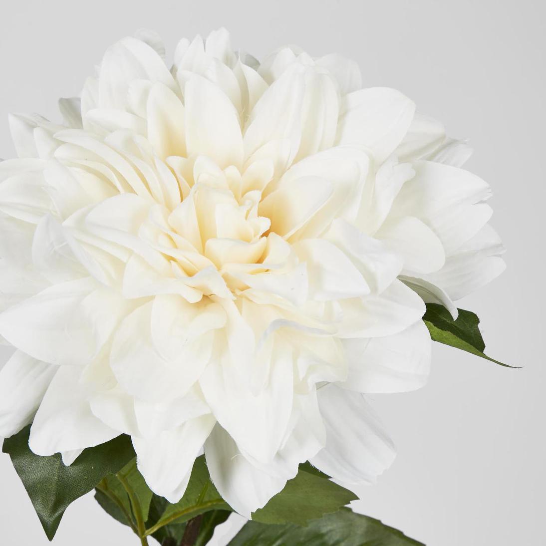 Giant Dahlia Stem