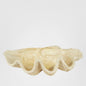 Giant Clam Sculpture Natural