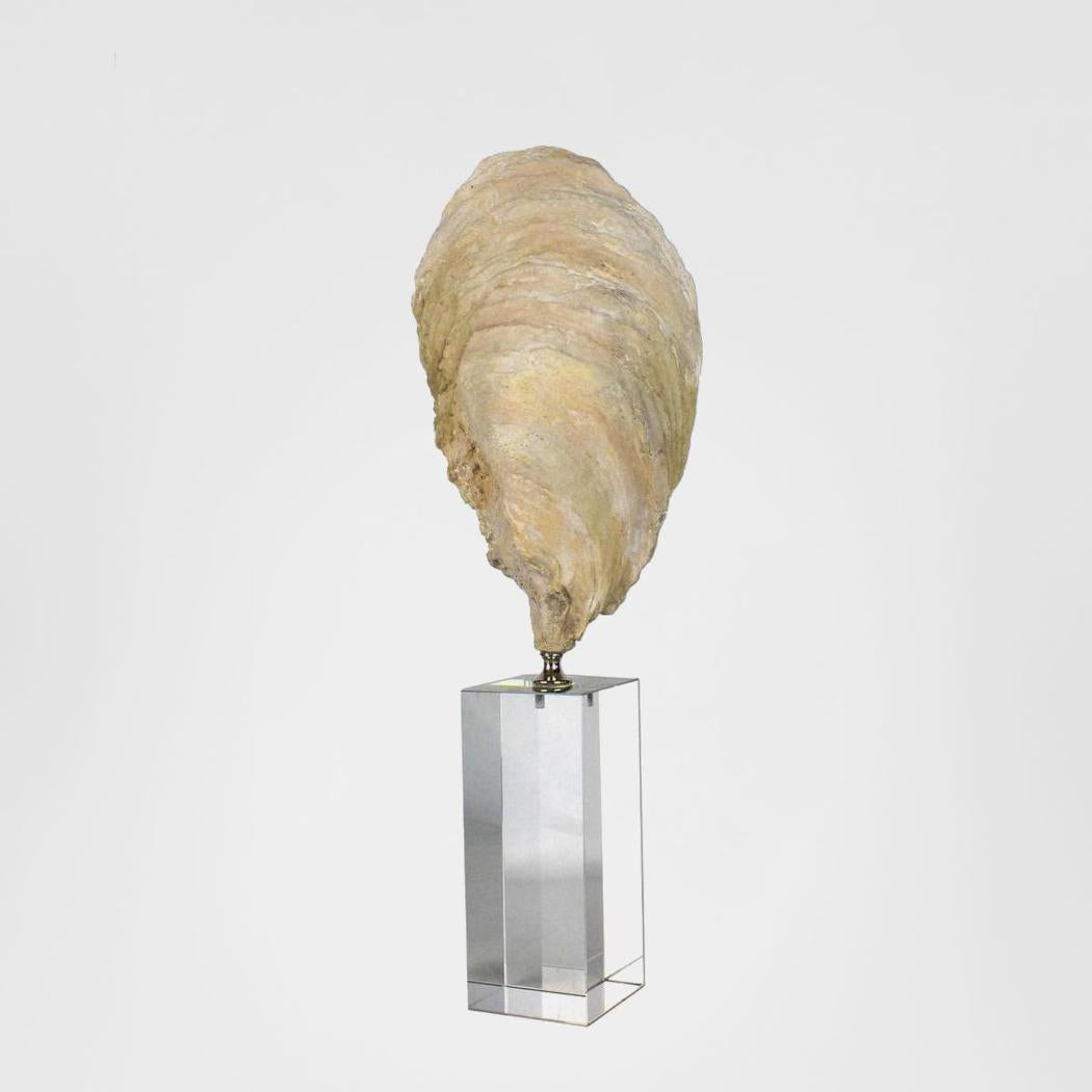 Oyster Polyresin Sculpture Large