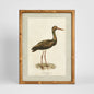 Heron Study A Wall Art 45x60cm