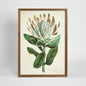 Protea Study A Wall Art 50x70cm