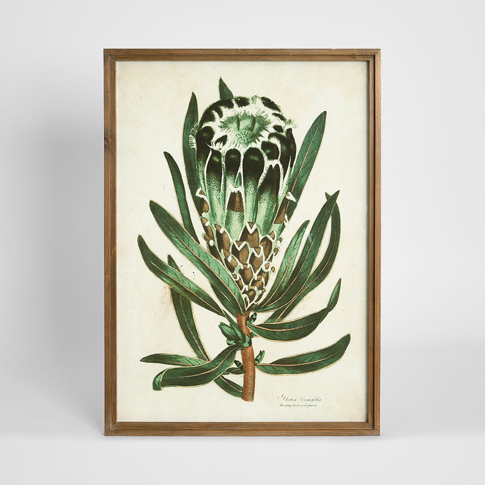 Protea Study B Wall Art 50x70cm
