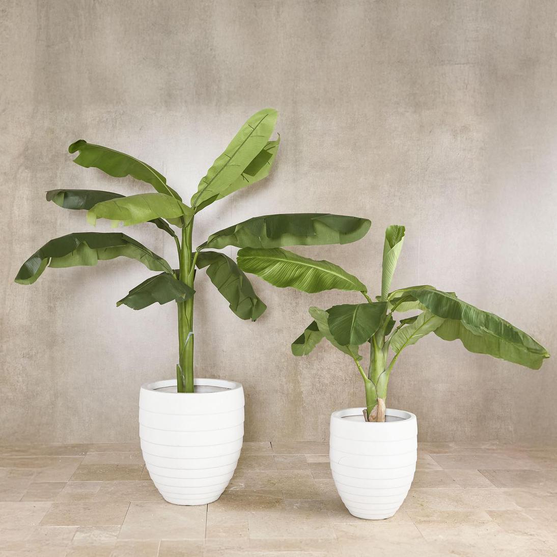 Jules Planter White